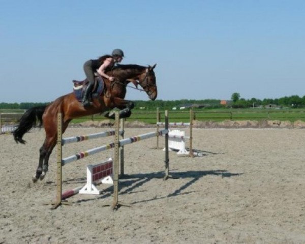 broodmare Udermie (KWPN (Royal Dutch Sporthorse), 2001, from Voltaire)