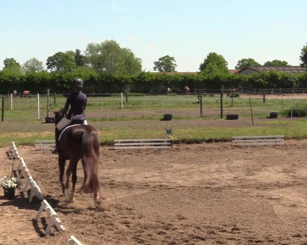 Reitturnier Dallgow 2019