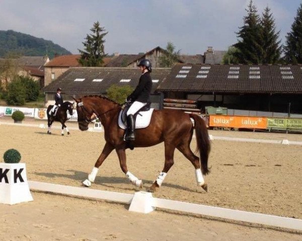 dressage horse Lari (Westphalian, 2005, from Lorimor)