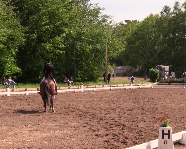 Reitturnier Dallgow 2019