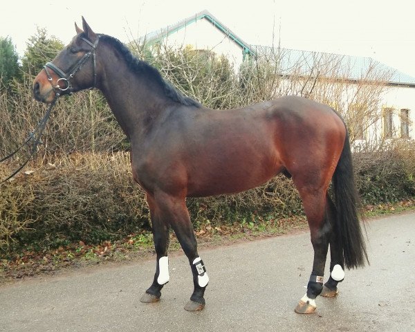 horse C3po (Holsteiner,  , from Casalito)
