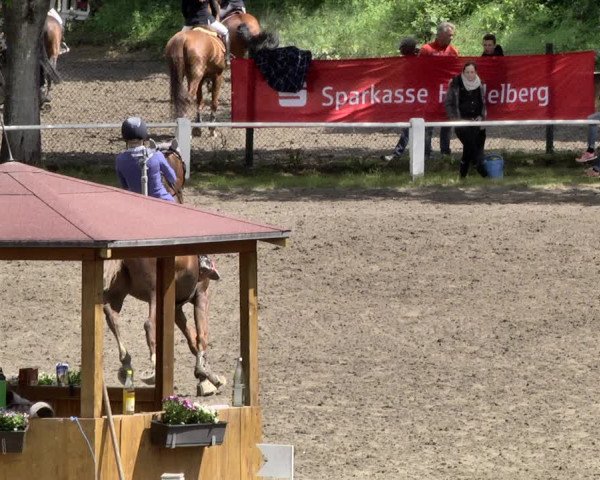 Reitturnier Eppelheim 2019