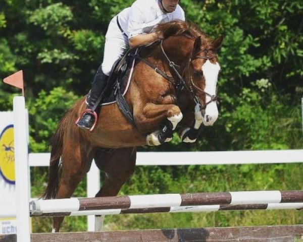 horse Glitter (KWPN (Royal Dutch Sporthorse), 2011, from Carambole)