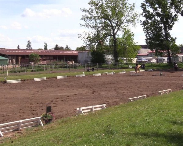 Reitturnier Dallgow 2019