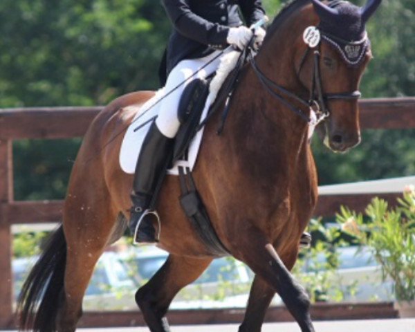 dressage horse Mister Girovanni (German Sport Horse, 2009, from Don Girovanni) dressage horse Mister Girovanni (German Sport Horse, 2009, from Don Girovanni)