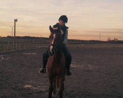 Cavallo da Dressage Bavarian's Bentley (Bayer, 2011, di Blickpunkt 4)