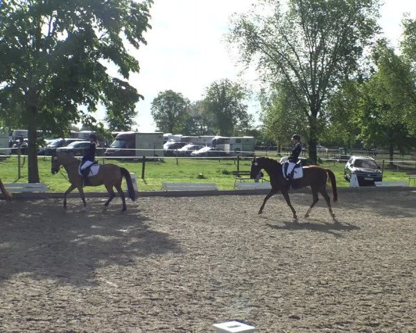 Reitturnier Ahlen 2019