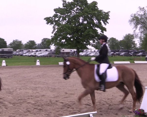 Reitturnier Ahlen 2019