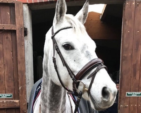 Springpferd Betty Booh (Holsteiner, 2009, von Hermes d'Authieux AA)