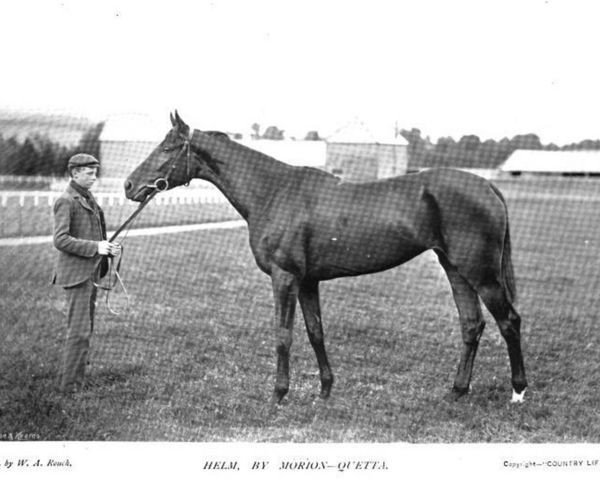 broodmare Helm xx (Thoroughbred, 1893, from Morion xx)