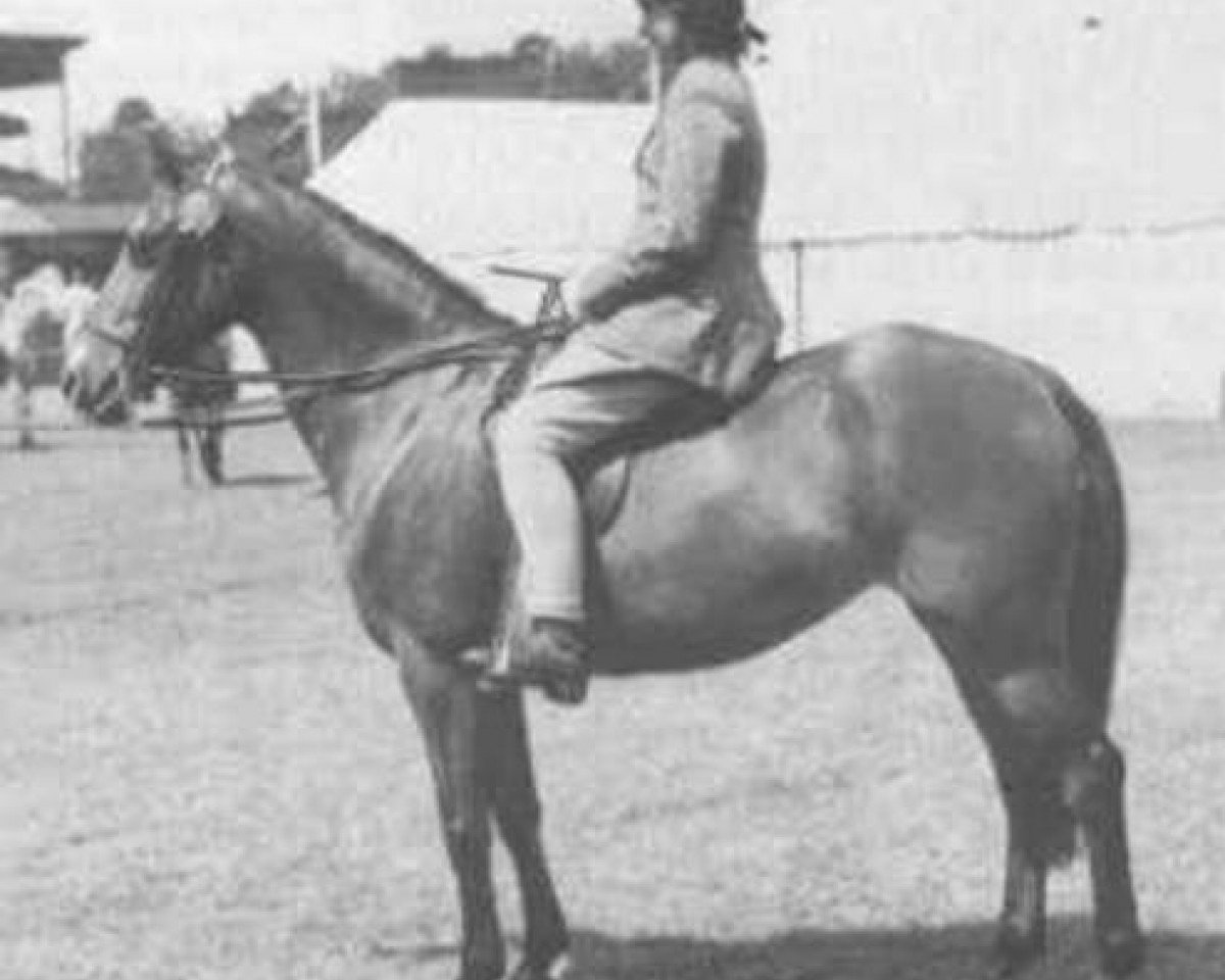Zuchtstute Criban Heather Bell (Welsh Mountain Pony (Sek.A), 1943, von Criban Cockade)