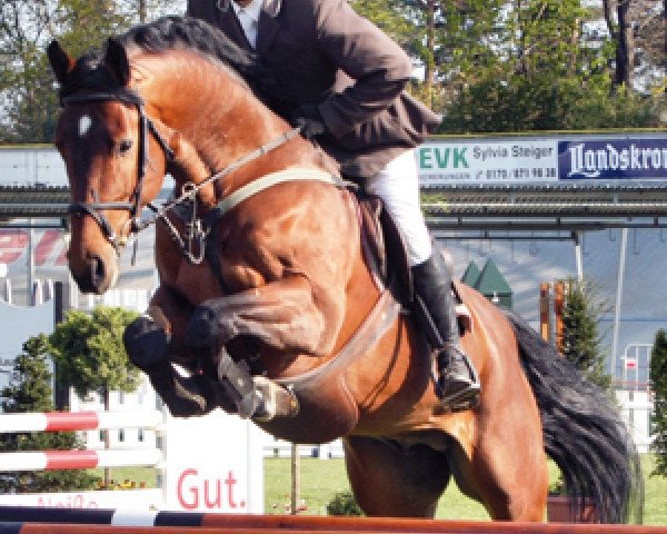 Deckhengst Conner (Holsteiner, 2005, von Contender)