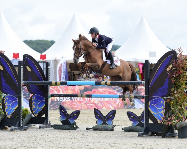 Springpferd Zodianne van de Doevenbree (KWPN (Niederländisches Warmblut), 2006, von Zodiak)