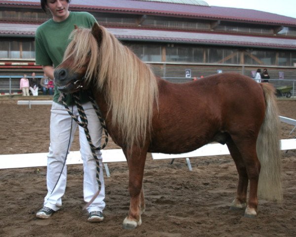 horse Wildfire (Shetland Pony, 2001, from Wim v.d. Geest)