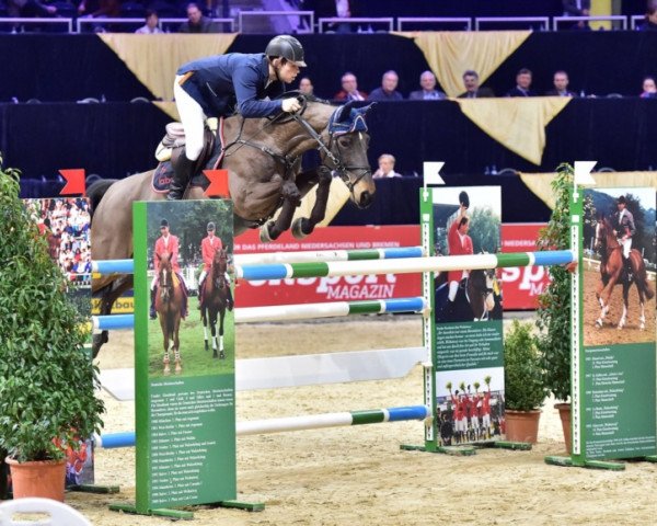 Springpferd Quality Z (Zangersheide Reitpferd, 2004, von Quasimodo Z)