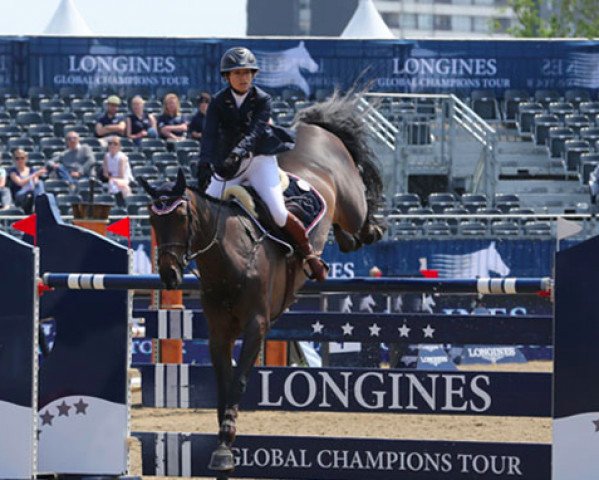 jumper S I E C Cotarus Z (Zangersheide riding horse, 2000, from Chellano Z)