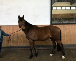 jumper Mc Garret 3 (Zangersheide riding horse, 2014, from Messenger)