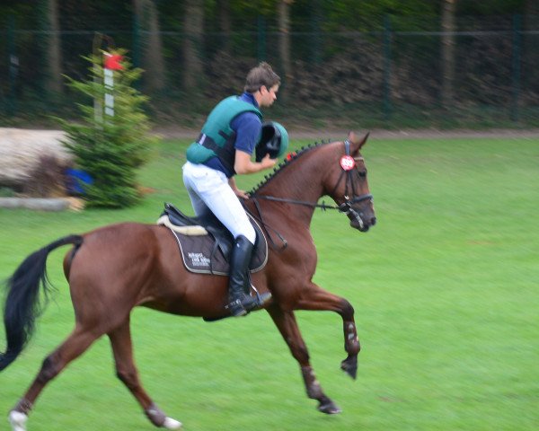 dressage horse Grand Acteur (Trakehner, 2009, from Editorial) dressage horse Grand Acteur (Trakehner, 2009, from Editorial)