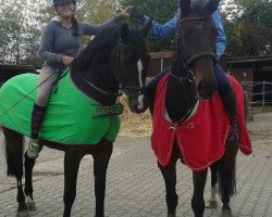 jumper Aber Hallo NH (Württemberger, 2007, from Acord's Champion)