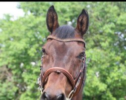 Springpferd Contendrino (Westfale, 2003, von Contendro I)