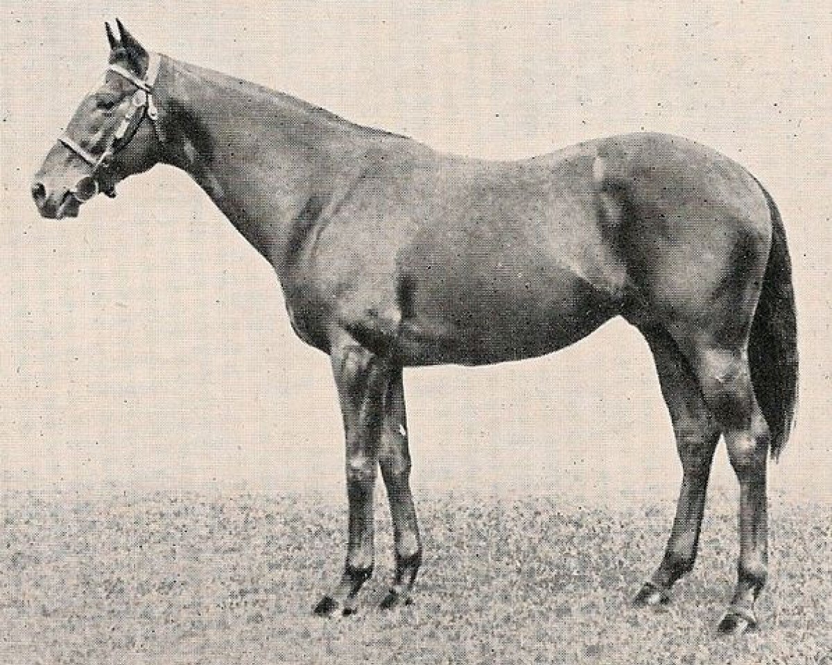 stallion Admiral's Walk xx (Thoroughbred, 1936, from Hyperion xx)