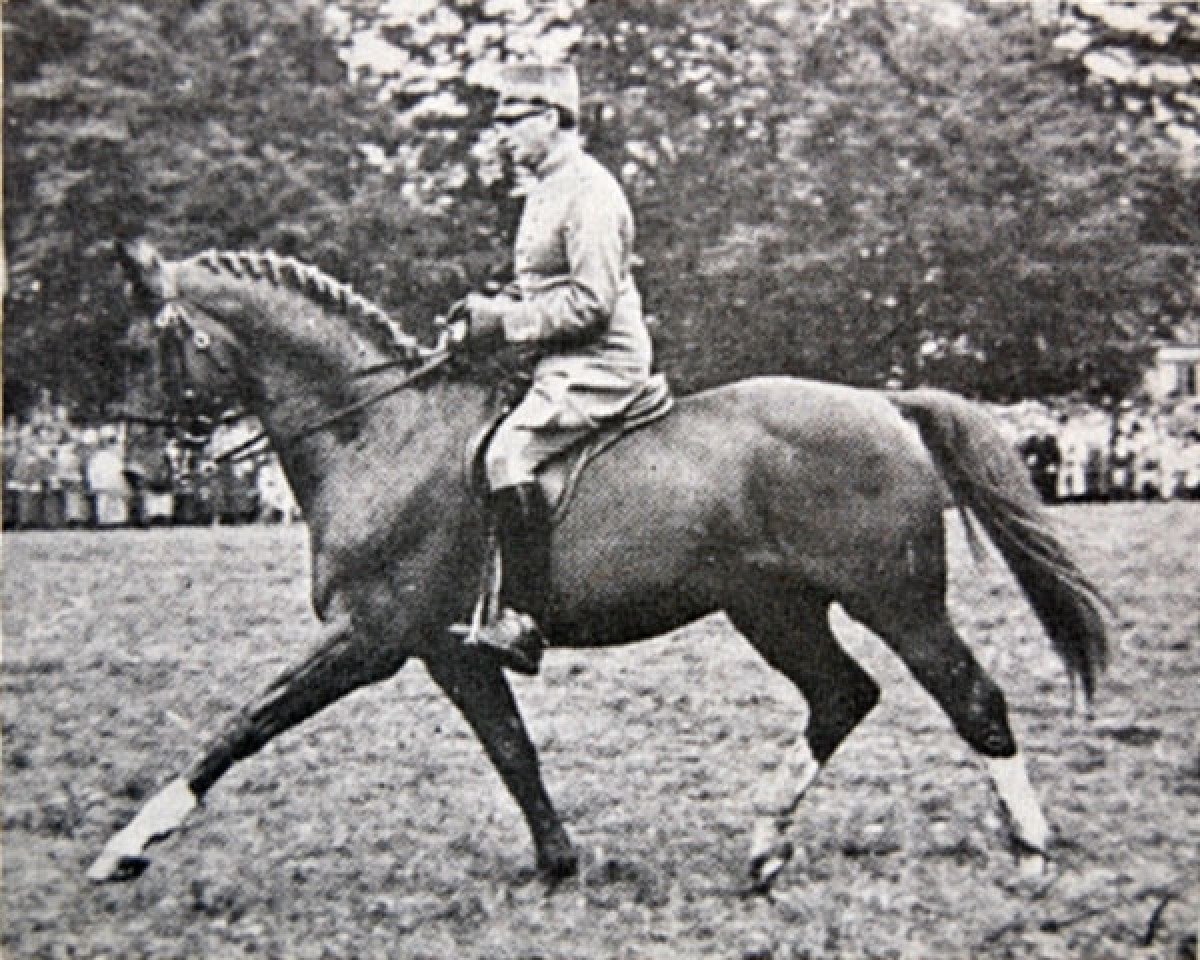 Semental Pansar (Sangre Caliente Sueco, 1937, de Largo)