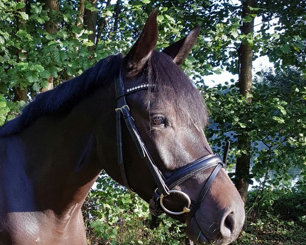 Zuchtstute Cica Chanel (Westfale, 2012, von Clinton I)
