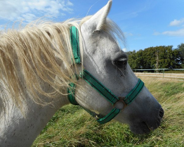 Fattrice Linebrok Celine (Welsh Mountain Pony (Sez.A), 1998, di Renkant's Marco)