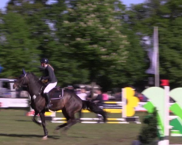 Reitturnier Meppen 2019