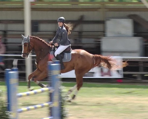 Reitturnier Schwanebeck 2019