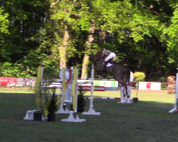 Reitturnier Meppen 2019