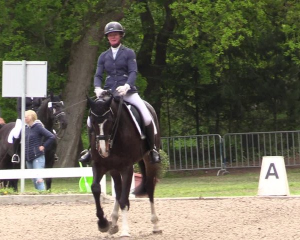Reitturnier Meppen 2019