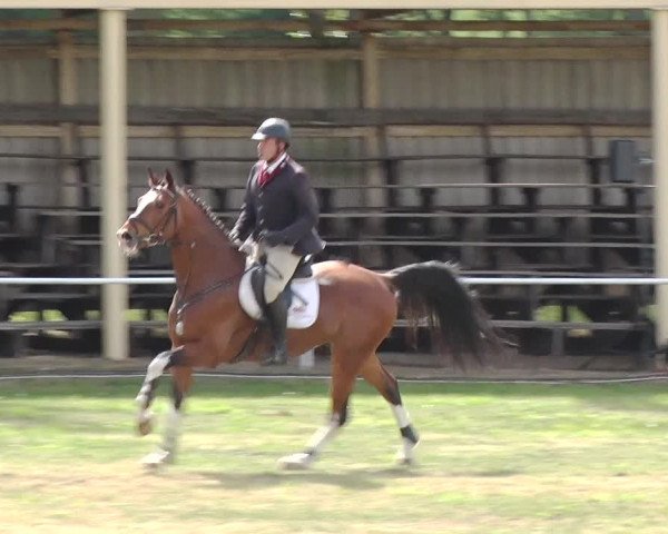Reitturnier Schwanebeck 2019