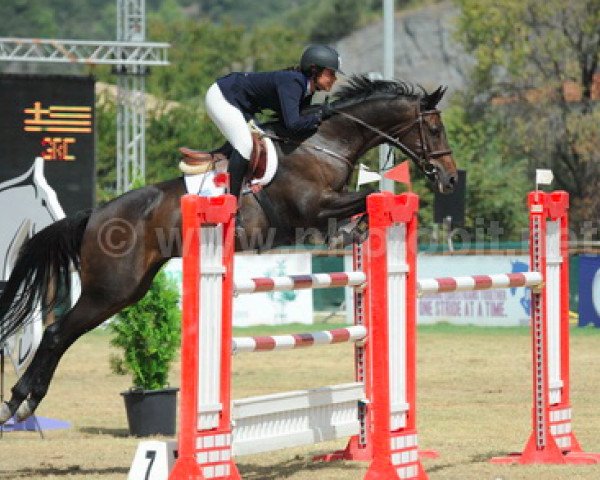 jumper Czarevitch Db Z (Zangersheide riding horse, 2003, from Chellano Z) jumper Czarevitch Db Z (Zangersheide riding horse, 2003, from Chellano Z)