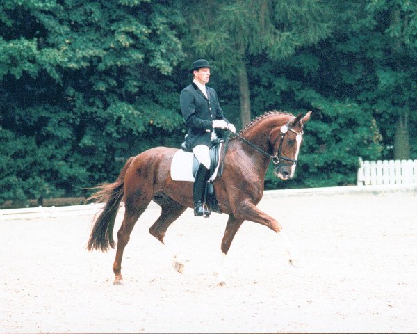 Horse Dundee 46 (Rheinländer,  , from Donnerschlag)