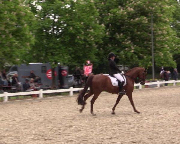 Reitturnier Meppen 2019