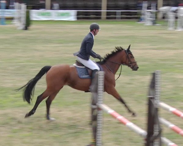 Reitturnier Schwanebeck 2019
