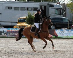 jumper Ginger's Grace (Oldenburg, 2011, from Cinquecento 7)