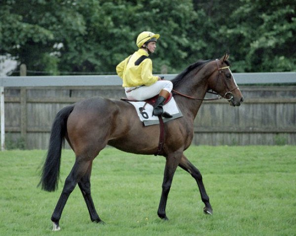 stallion Mtoto xx (Thoroughbred, 1983, from Busted xx) stallion Mtoto xx (Thoroughbred, 1983, from Busted xx)