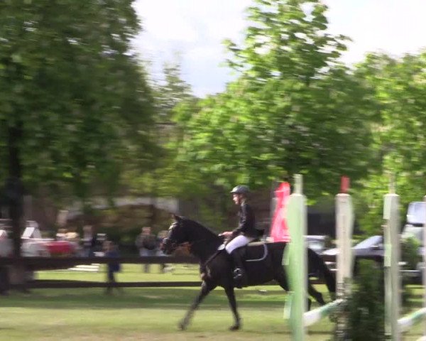Reitturnier Meppen 2019