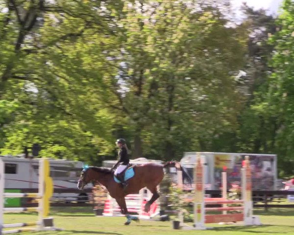 Reitturnier Meppen 2019