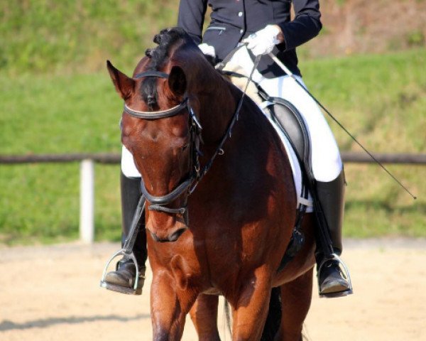 horse Leeroy 19 (Oldenburg, 1998, from Lafitte)