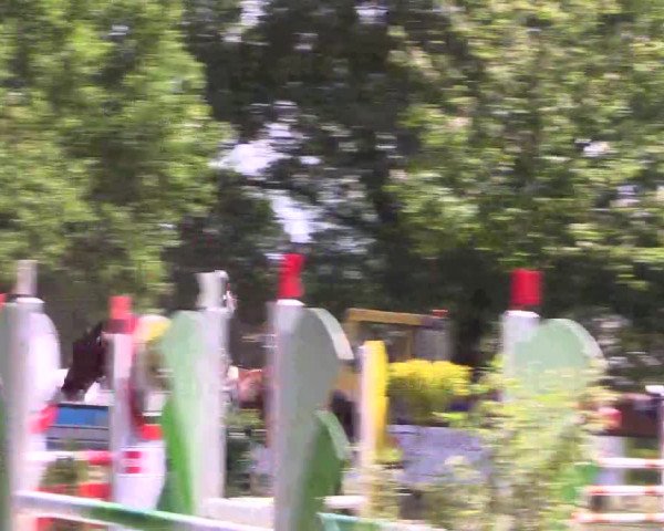 Reitturnier Meppen 2019