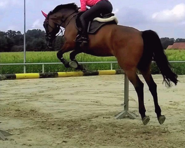 broodmare Lalelu (Rhinelander, 2005, from Lanero NRW)