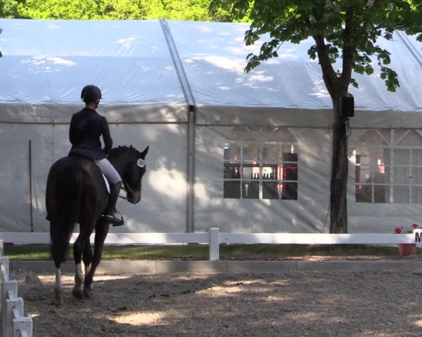 Reitturnier Meppen 2019