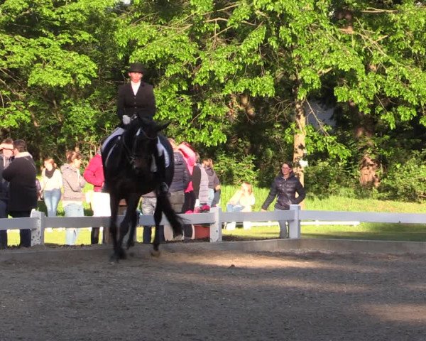 Reitturnier Meppen 2019