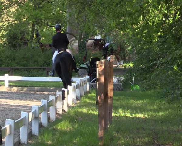 Reitturnier Meppen 2019