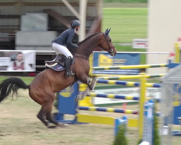 Reitturnier Schwanebeck 2019
