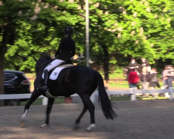 Reitturnier Meppen 2019