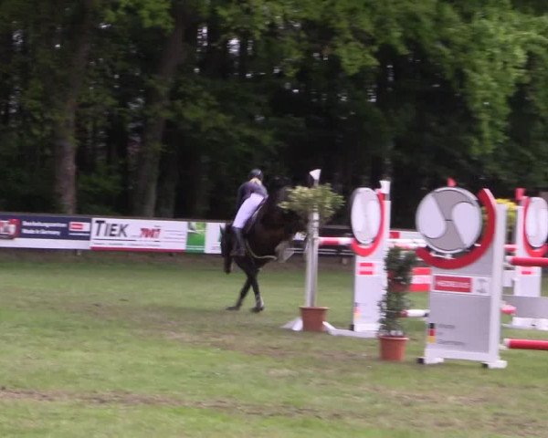 Reitturnier Meppen 2019